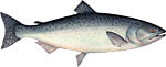 Chinook (King) Salmon Thumbnail