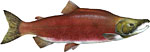 Sockeye (Red) Salmon Thumbnail
