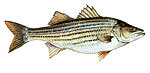 Striped Bass / Rockfish Thumbnail