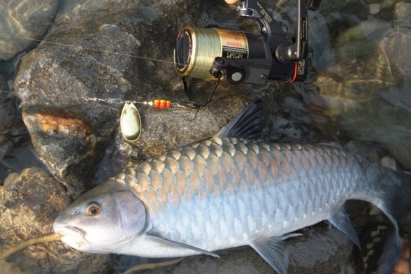 Photo of Golden Mahseer Caught by Rakesh with Mepps LongCast in United States