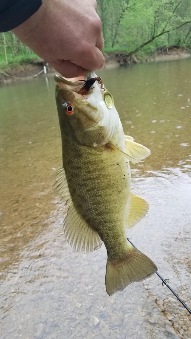 Photo of Bass Caught by Kenny with Mepps Aglia & Dressed Aglia in Tennessee