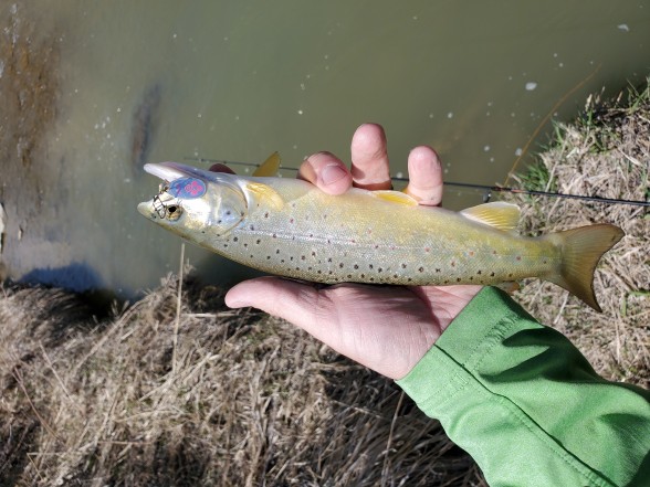 Photo of Trout Caught by Cole with Mepps Aglia-e in Montana