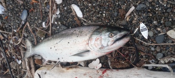 Photo of Salmon Caught by Will with Mepps Aglia Long in Washington