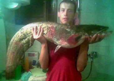 Photo of Catfish Caught by Miran with Mepps  in Croatia