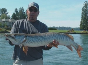 Photo of Musky Caught by Todd with Mepps Musky Killer in Washington