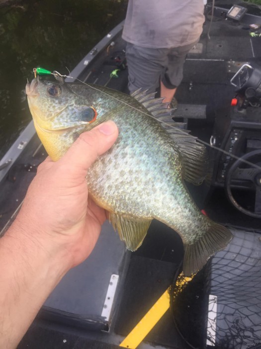 Photo of Sunfish Caught by Rusty with Mepps XD in Kentucky