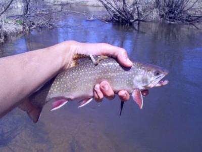 Photo of Trout Caught by Bobby with Mepps Aglia Long in Wisconsin