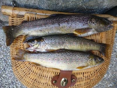 Photo of Trout Caught by Nicolas with Mepps Aglia & Dressed Aglia in France