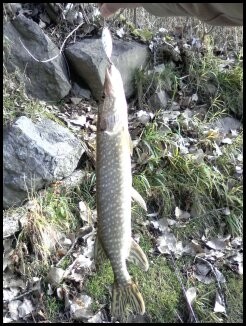 Photo of Pike Caught by Jean-Marc  with Mepps Aglia Long in Quebec