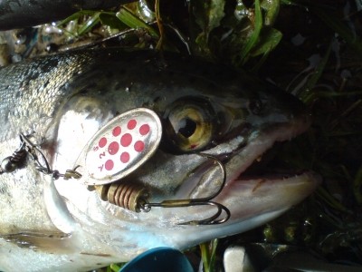 Photo of Trout Caught by Ebrahim with Mepps Aglia & Dressed Aglia in United States