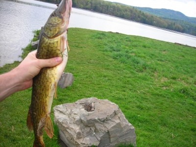 Photo of Pickerel Caught by William  with Mepps Thunder Bug in Vermont
