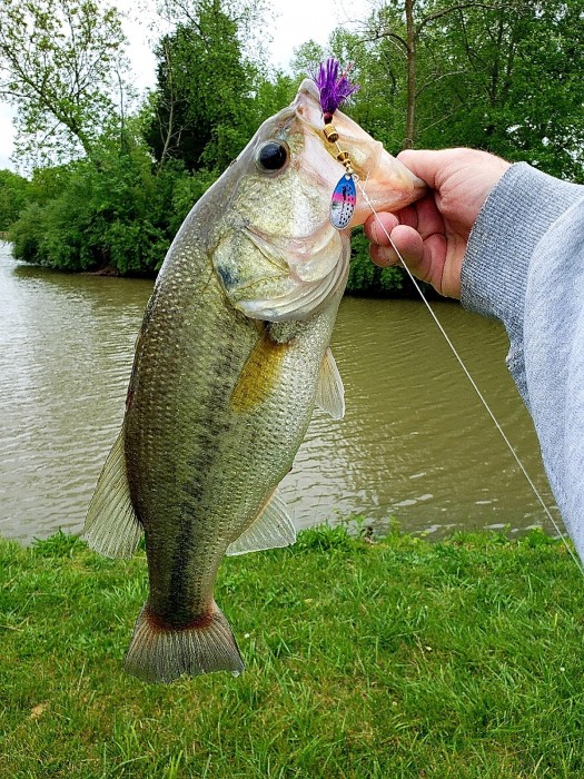 Photo of Bass Caught by Adam with Mepps Aglia & Dressed Aglia in Illinois