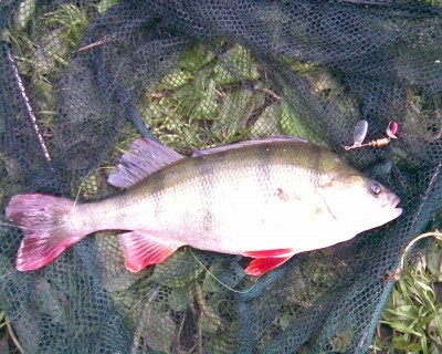 Photo of European Perch Caught by Ed with Mepps  in United Kingdom