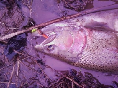 Photo of Trout Caught by Dan with Mepps Aglia & Dressed Aglia in New York