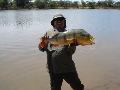 Photo of Peacock Bass Caught by Luis Fernando with Mepps Aglia Long in Colombia