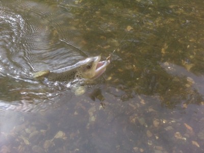 Photo of Trout Caught by Jacob with Mepps XD in Pennsylvania