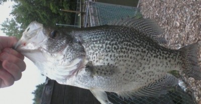 Photo of Crappie Caught by James with Mepps Aglia & Dressed Aglia in New Jersey