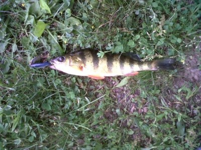 Photo of Perch Caught by Christopher  with Mepps Comet Mino in New Jersey