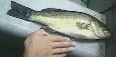 Photo of Bass Caught by Kyle with Mepps Aglia & Dressed Aglia in New Jersey