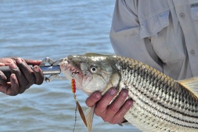 Photo of Tigerfish Caught by Jonathan with Mepps Aglia Long in Zimbabwe