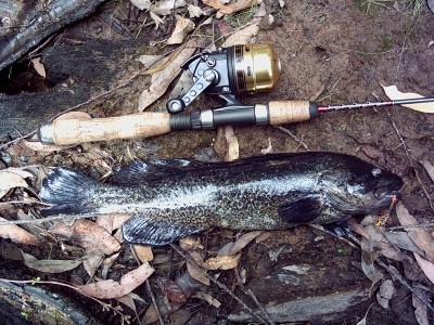 Photo of Native Blackfish Caught by Adrian with Mepps Black Fury Ultra Lites in Australia