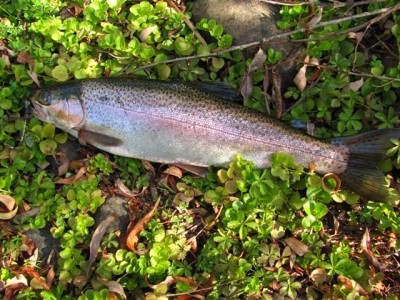 Photo of Trout Caught by Adrian with Mepps Thunder Bug in Australia