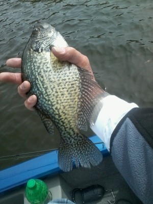 Photo of Sunfish Caught by Keith  with Mepps Comet Mino in Michigan