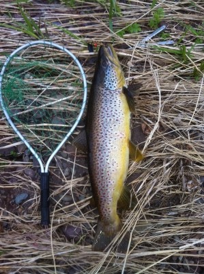 Photo of Trout Caught by Earl with Mepps Black Fury in Nova Scotia