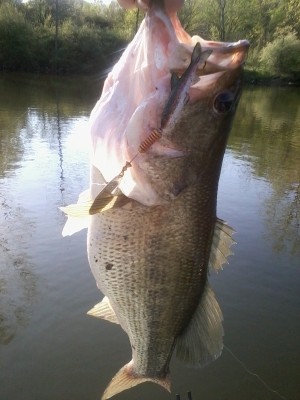 Photo of Bass Caught by Keith  with Mepps Comet Mino in Michigan