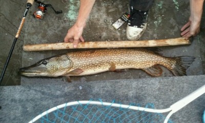 Photo of Pike Caught by Andrew with Mepps Aglia & Dressed Aglia in Wisconsin