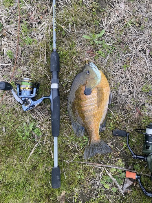 Photo of Bluegill Caught by Rusty with Mepps Aglia & Dressed Aglia in Kentucky