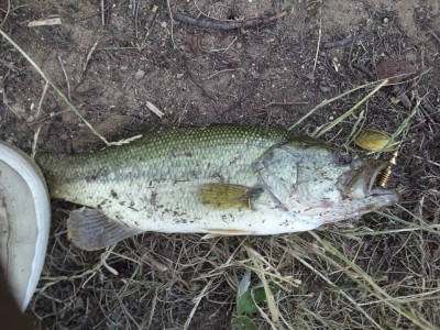 Photo of Bass Caught by William with Mepps Aglia & Dressed Aglia in Michigan