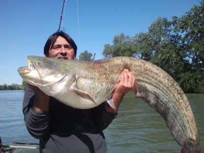Photo of Catfish Caught by Christophe with Mepps  in France
