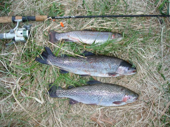 Photo of Trout Caught by Dan with Mepps Aglia Long in Connecticut