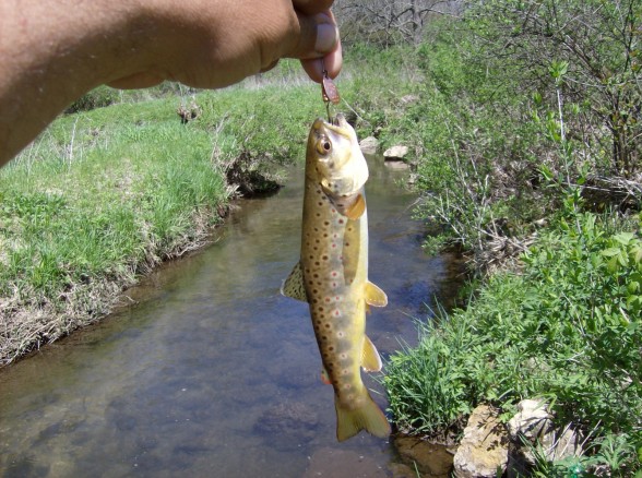 Photo of Trout Caught by John with Mepps Aglia Long Ultra Lites in Wisconsin