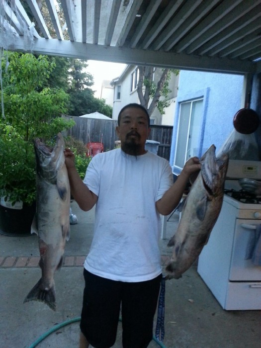 Photo of Salmon Caught by Phil with Mepps Flying C in United States