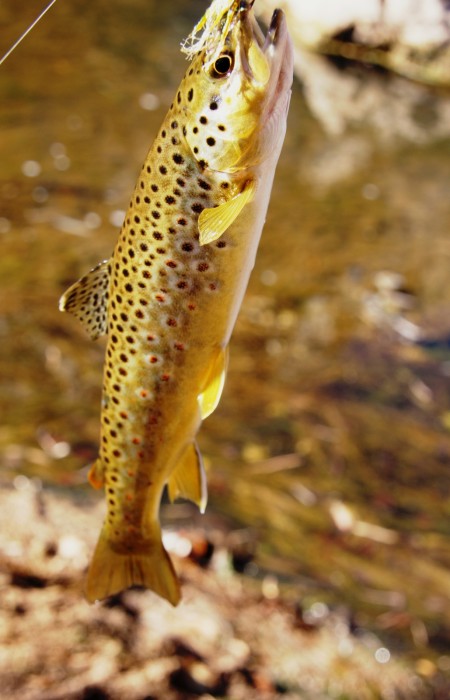 Photo of Trout Caught by Jason with Mepps XD in Utah