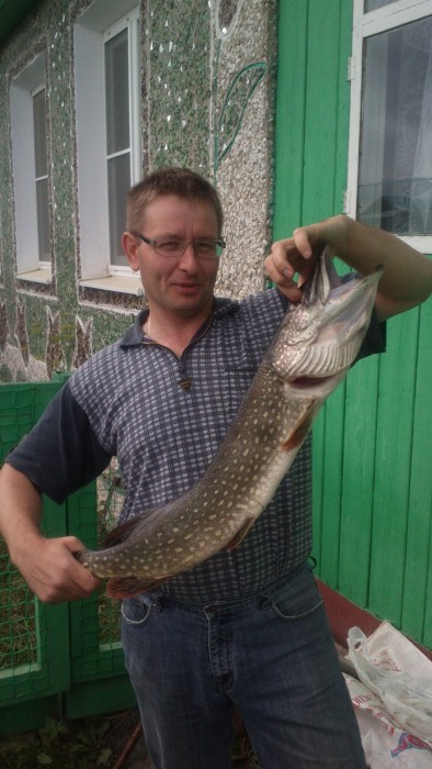 Photo of Pickerel Caught by Sergey with Mepps Syclops in Russia