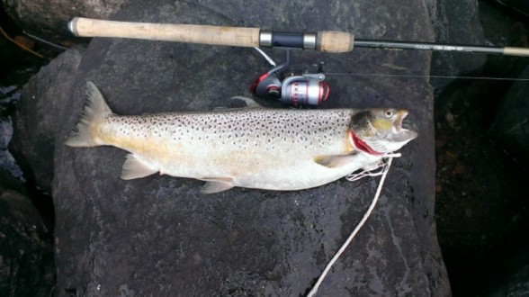 Photo of Trout Caught by Pete with Mepps LongCast in Wisconsin