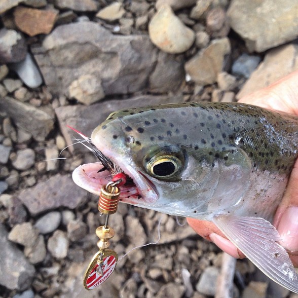 Photo of Trout Caught by Jessie with Mepps Aglia & Dressed Aglia in Oregon