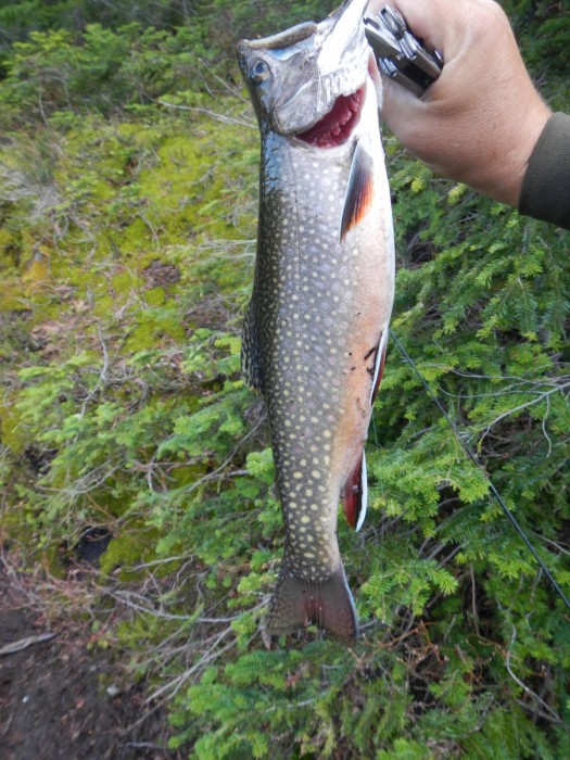 Photo of Trout Caught by Levi with Mepps Thunder Bug in California