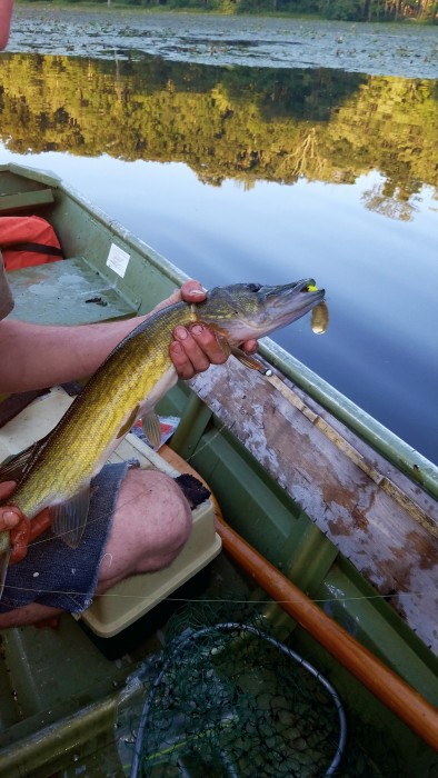 Photo of Pickerel Caught by Clint  with Mepps Aglia & Dressed Aglia in Pennsylvania