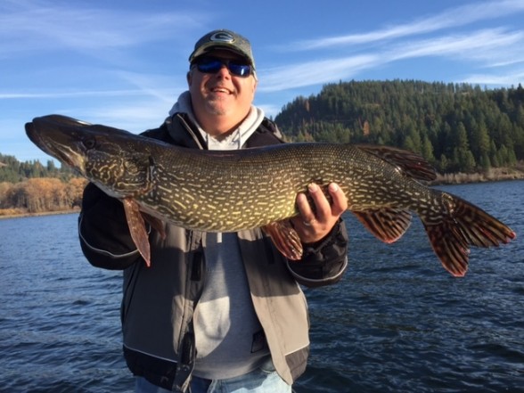 Photo of Pike Caught by Mike  with Mepps Syclops in Idaho
