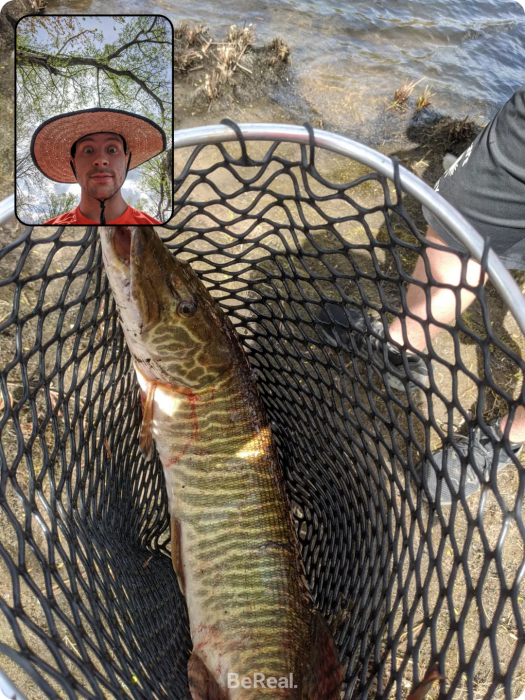 Photo of Tiger musky Caught by Nathan with Mepps Comet TRU-V in Canada