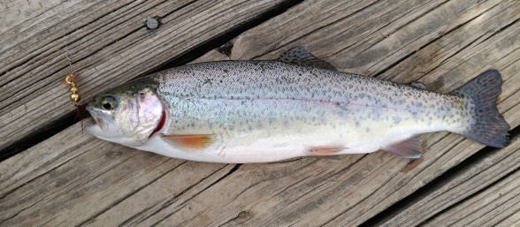 Photo of Trout Caught by Mark with Mepps Spin Flies in Ohio