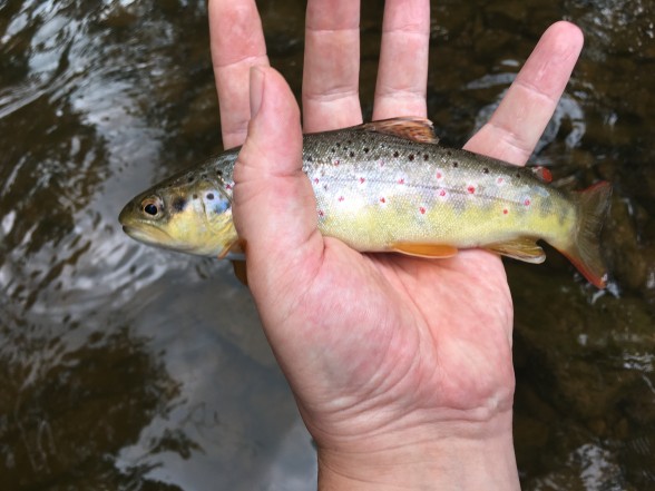 Photo of Trout Caught by Joel with Mepps Little Wolf in United Kingdom