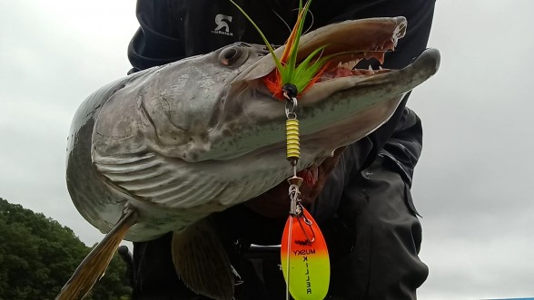 Photo of Musky Caught by Anthony with Mepps Musky Killer in New Jersey