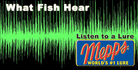 What fish hear