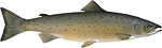 Atlantic Salmon Thumbnail