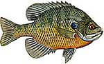 Bluegill / Sunfish / Bream Thumbnail